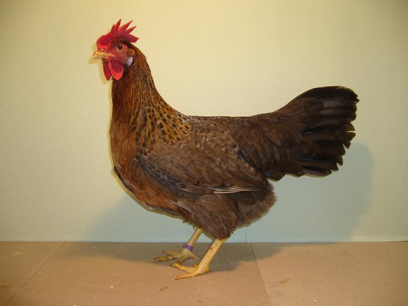 Muenster 2008 061.jpg - Italiener kennfarbig von Martens Erwin Preis sg94 E